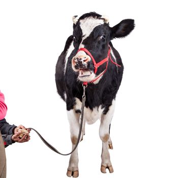 Scared Black and white cow Isolated On White background