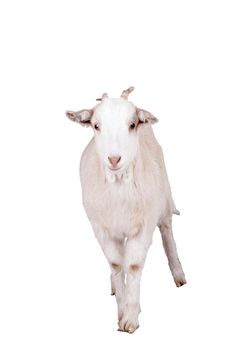 Little white goat isolated on white background