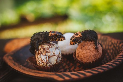 Red-eyed crocodile skinks, tribolonotus gracilis, in the garden on truffle candies