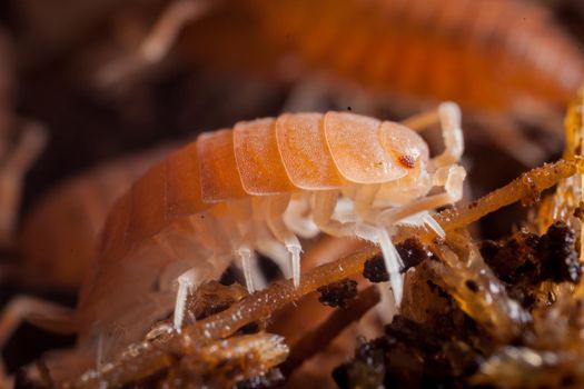 An orange woodlouse, porcellio pruinosus, photohraphed in captivity