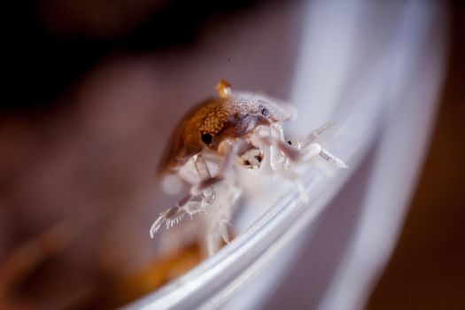 An orange woodlouse, porcellio pruinosus, photohraphed in captivity