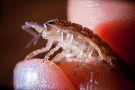 A brown spotted woodlouse Trachelipus mostarensis