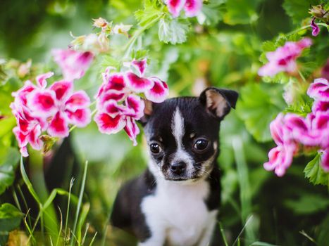 Pretty Chihuahua puppy, 2 months old on green grass