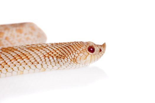Western hog-nosed snake, Heterodon nasicus isolated on white background