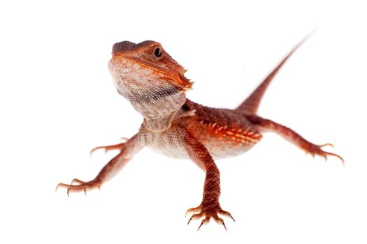 Red Bearded dragon, Pogona vitticeps, isolated on white background