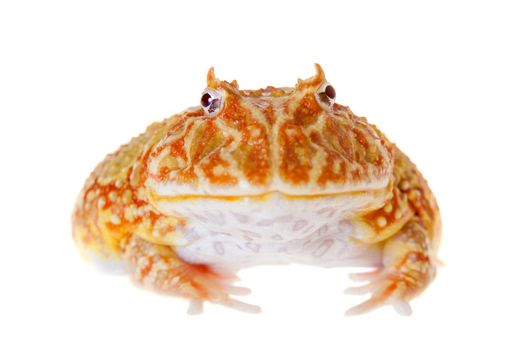 The chachoan horned frog, Ceratophrys cranwelli, isolated on white background