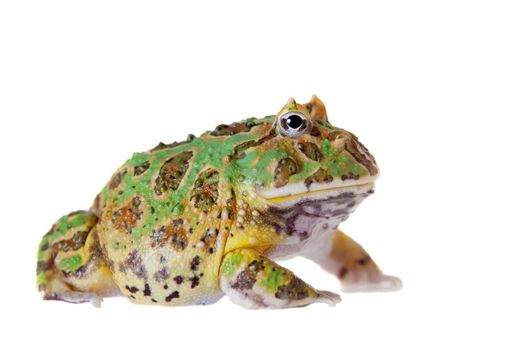 The chachoan horned frog, Ceratophrys cranwelli, isolated on white background