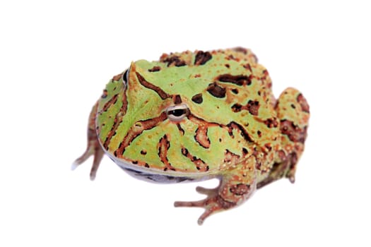 The Fantasy horned frog isolated on white background