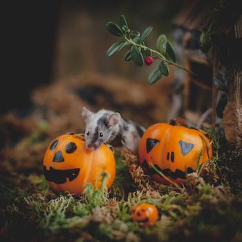 Pretty domestic mice on Haloween costume party with pupmpkins