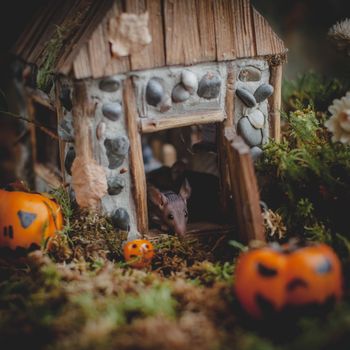 Pretty domestic mice on Haloween costume party with pupmpkins