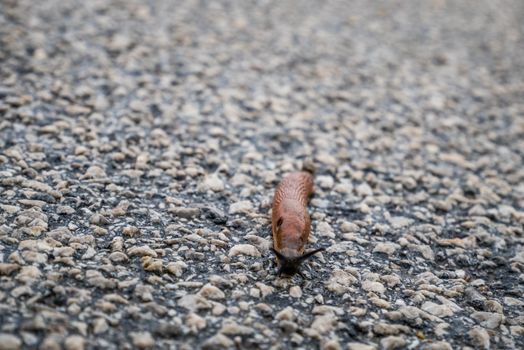 Spanish Slug (Arion lusitanicus - Arion vulgaris) or Portuguese slug as an invasive species and garden pest