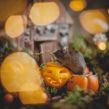 Pretty domestic mice on Haloween costume party with pupmpkins