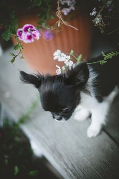 Pretty Chihuahua puppy, 2 months old with flowers