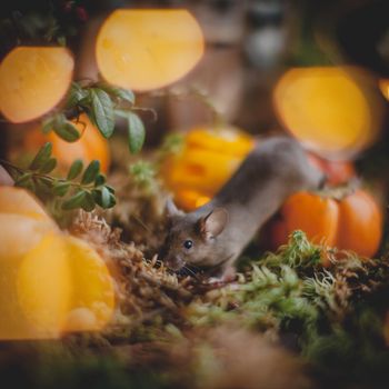 Pretty domestic mice on Haloween costume party with pupmpkins