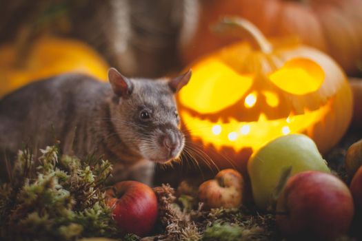 Pretty giant gambian pouched rat on Haloween party with pumpkins