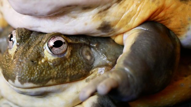 Couple of African bullfrogs, male and female, Pyxicephalus adspersus, sitting on black background