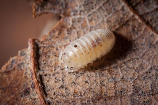 A white spotted Armaddilium vulgara woodlouse photohraphed on leaves