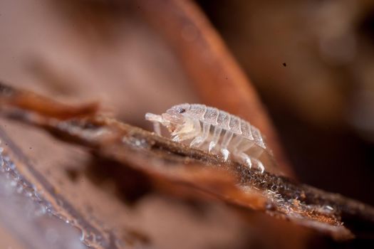 A Armaddilium vulgara woodlouse photohraphed in nature