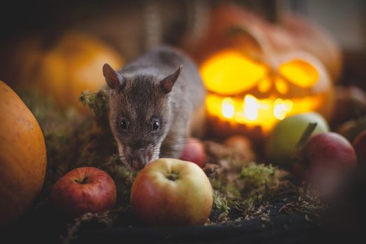 Pretty giant gambian pouched rat on Haloween party with pumpkins