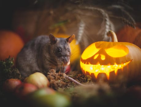 Pretty giant gambian pouched rat on Haloween party with pumpkins