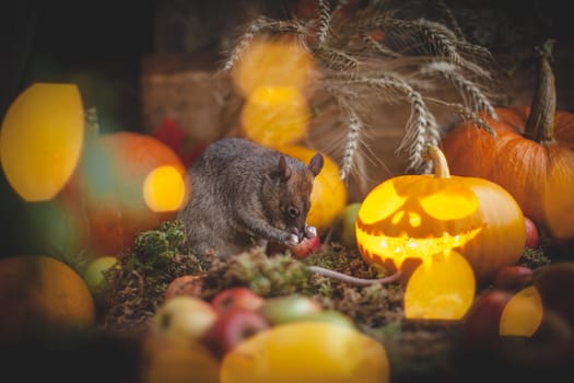 Pretty giant gambian pouched rat on Haloween party with pumpkins