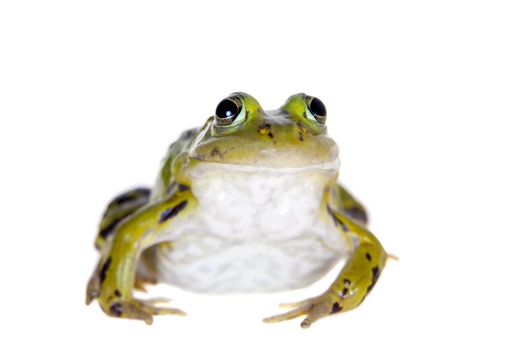 Pool frog isolated on white background, Pelophylax lessonae