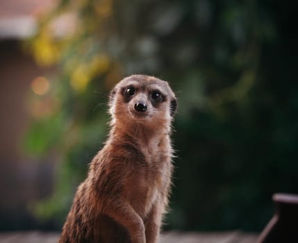 Domesticate meerkat or suricate, Suricata suricatta, on porch