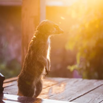 Domesticate meerkat or suricate, Suricata suricatta, on porch