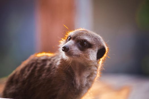 Domesticate meerkat or suricate, Suricata suricatta, on porch