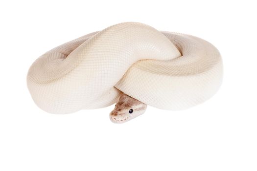 Royal Python, or Ball Python, python regius isolated on white