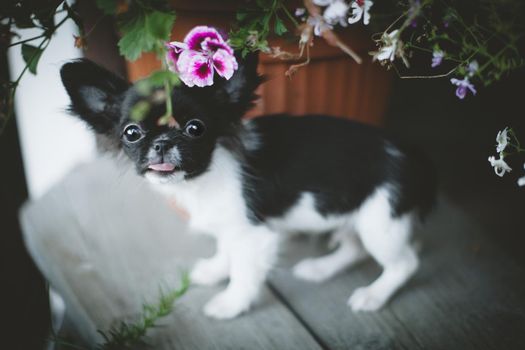 Pretty Chihuahua puppy, 2 months old with flowers