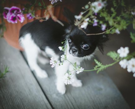 Pretty Chihuahua puppy, 2 months old with flowers