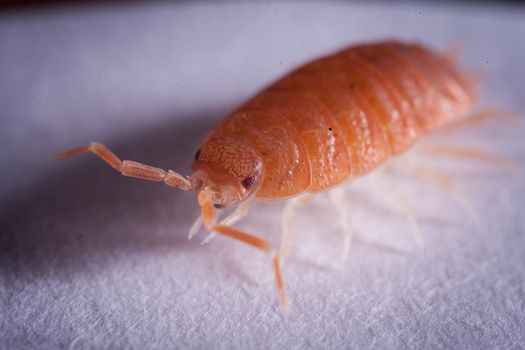 An orange woodlouse, porcellio pruinosus, photohraphed in captivity