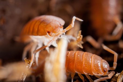 An orange woodlouse, porcellio pruinosus, photohraphed in captivity