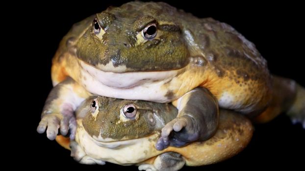 Couple of African bullfrogs, male and female, Pyxicephalus adspersus, sitting on black background