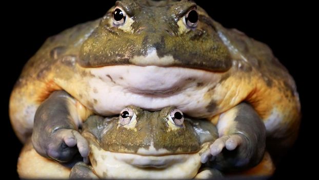 Couple of African bullfrogs, male and female, Pyxicephalus adspersus, sitting on black background
