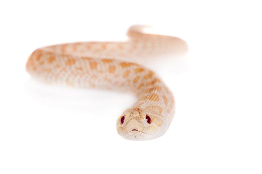 Western hog-nosed snake, Heterodon nasicus isolated on white background