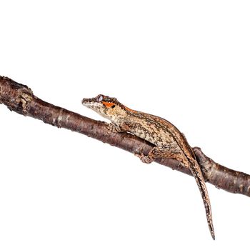 The gargoyle or New Caledonian bumpy gecko, Rhacodactylus auriculatus isolated on white