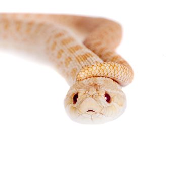 Western hog-nosed snake, Heterodon nasicus isolated on white background