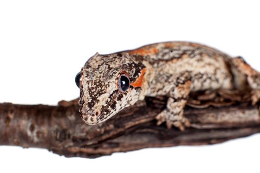 The gargoyle or New Caledonian bumpy gecko, Rhacodactylus auriculatus isolated on white