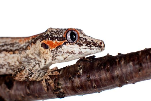 The gargoyle or New Caledonian bumpy gecko, Rhacodactylus auriculatus isolated on white