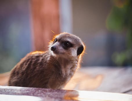Domesticate meerkat or suricate, Suricata suricatta, on porch