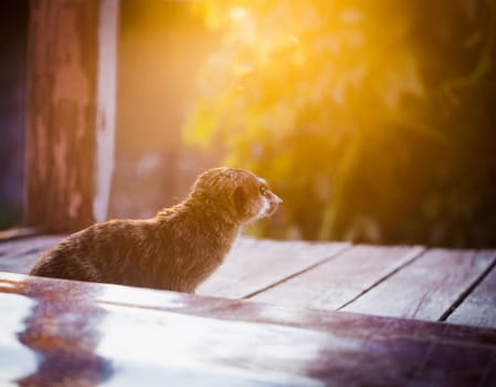 Domesticate meerkat or suricate, Suricata suricatta, on porch