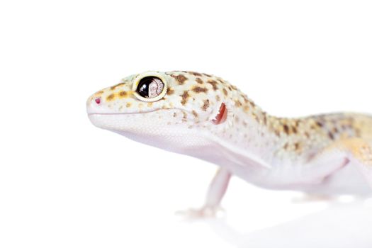 Tangerine Tremper Leopard Gecko on a white background