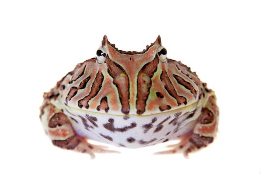 The Fantasy horned frog isolated on white background