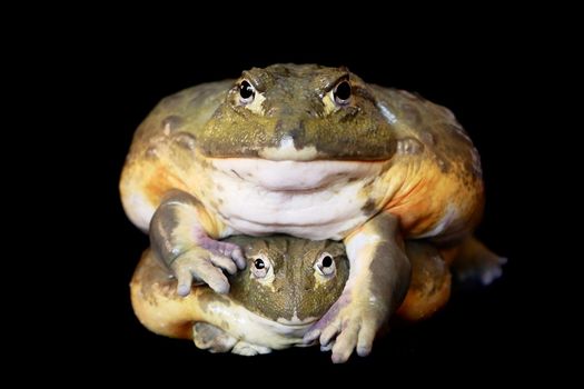 Couple of African bullfrogs, male and female, Pyxicephalus adspersus, sitting on black background