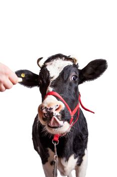 Scared Black and white cow Isolated On White background