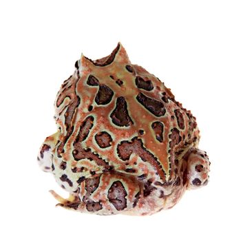 The Fantasy horned frog isolated on white background