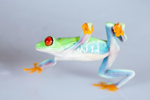 red eyed tree frog isolated on white. Agalychnis callidrias a tropical amphibian from the rain forest of Costa Rica and Panama. Beautiful jungle animal.