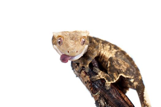 New Caledonian crested gecko, Rhacodactylus ciliatus, isolated on white